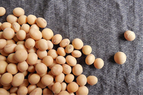 9 tác dụng của tinh chất mầm đậu nành đối với nữ giới